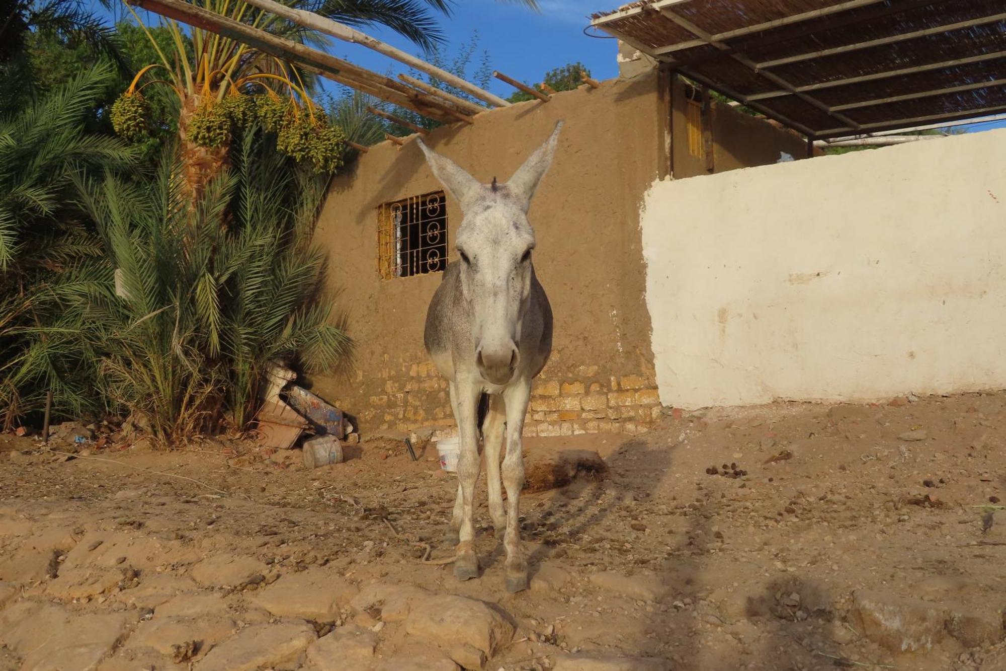 Nubian Lotus Bed and Breakfast Aswan Buitenkant foto